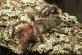 Avicularia braunshauseni