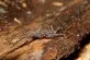 Damon variegatus