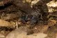 Euscorpius carpathicus