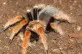 Sklípkan Böhmeův  (Brachypelma boehmei)
