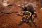 Sklípkan plaménkový  (Brachypelma auratum)