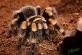 Sklípkan Smithův  (Brachypelma smithi)