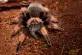 Sklípkan Emiliin  (Brachypelma emilia)