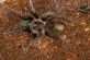 Sklípkan potulný  (Brachypelma vagans)
