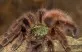 Avicularia versicolor
