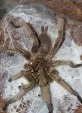 Chilobrachis huahini