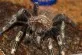 Nhandu chromatus