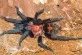 Cyclosternum fasciatum