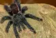 1,0 Avicularia avicularia
