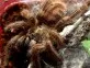 Avicularia laeta