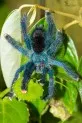 Avicularia geroldi