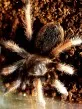 Brachypelma klaasi