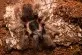 Nhandu carapoensis
