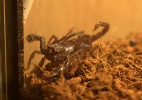 Heterometrus petersii