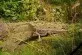 Pogona vitticeps