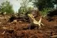 Pogona vitticeps