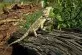 Pogona vitticeps