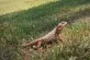 Pogona vitticeps
