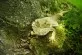Pogona vitticeps