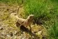Pogona vitticeps