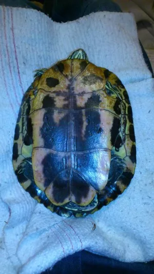Samec elegans