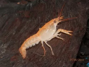Ráček