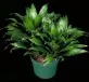 Dracena Compacta