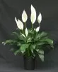 Spathiphyllum