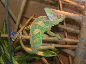 Pascal..