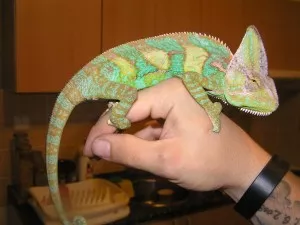 Pascal