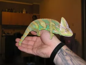 Pascal