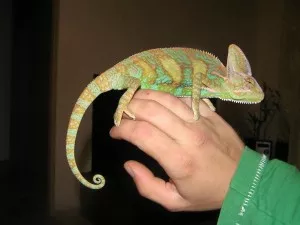 Pascal