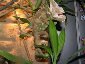 Pascal