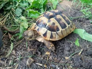 Bobeša modelka