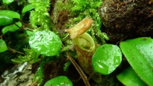 Nepenthes