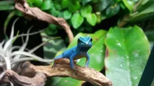 Lygodactylus (male)