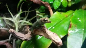 Lygodactylus (female)