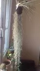 Tillandsia usnoides