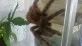 Avicularia versicolor