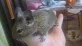 Osmák degu  (Octodon degus)