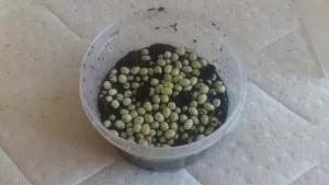 Přesunutá vajíčka do vlhké rašeliny