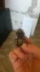 Šváb Obrovský  (Blatella gigantea)