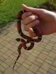 Korálovka sedlatá  (Lampropeltis triangulum sinaloe)