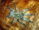 psalmopoeus cambridgei