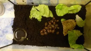 malí