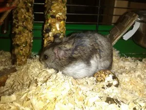 Monty hrabe