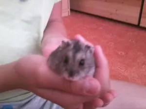 Montík