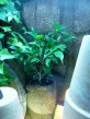 Ficus benjamina