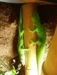 Felsuma madagaskarská  (Phelsuma madagascariensis grandis)