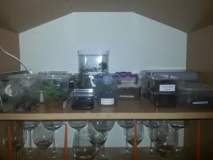 ...Jak to mmj. pokračuje